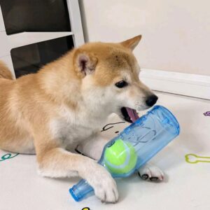 ของเล่นสุนัขรูปขวด พร้อมลูกบอลเทนนิสมีเสียง 🐶🎾