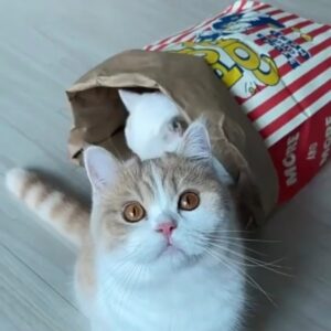 🍿 ถุงแมวมุด ของเล่นสุดฮิตสำหรับเจ้าเหมียว
